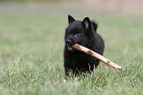 SCHIPPERKE 407